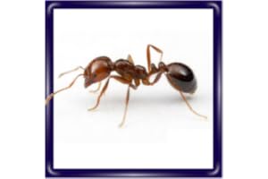 Ant Mill