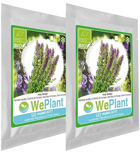 BIO Ysop Pflanzen-Samen Set - indoor/outdoor