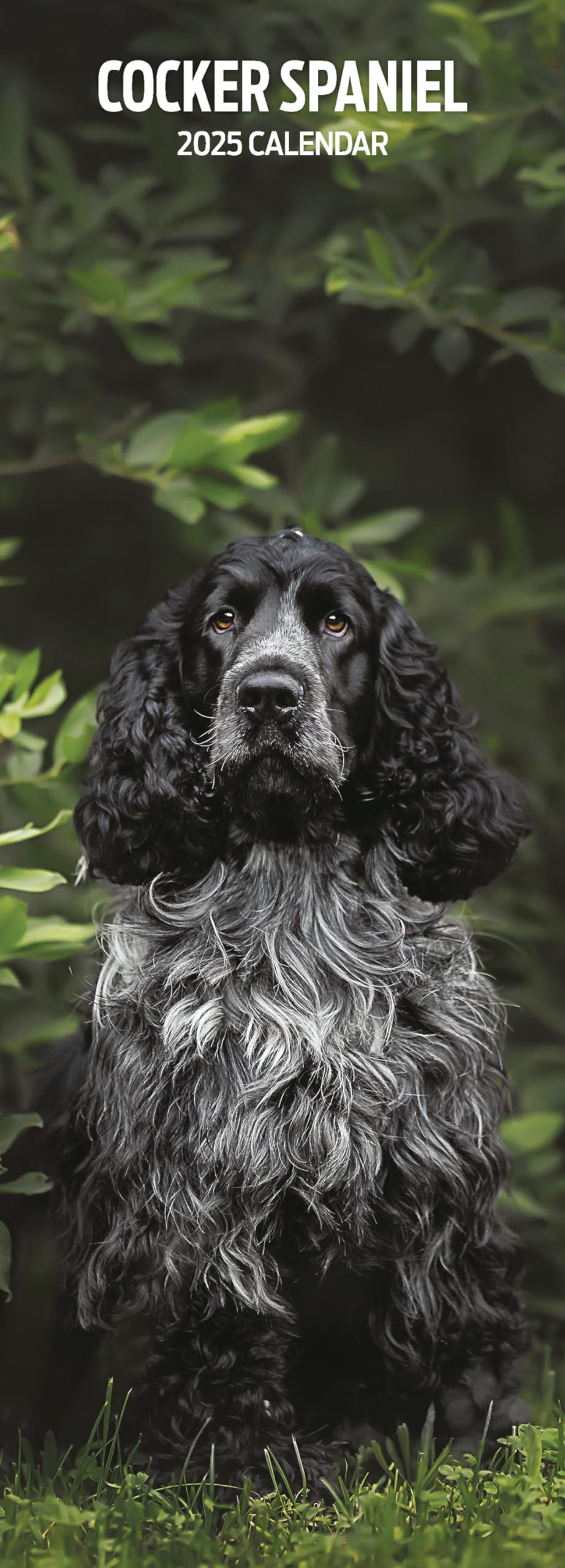 Cocker Spaniel 2025 Slim Calendar