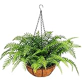 PABREY Fake Ferns with Hanging Baskets, Lifelike UV Resistant Artificial Hanging Plants Outdoor Faux Plants for Front Porch Patio Garden Home Décor(1 Set)