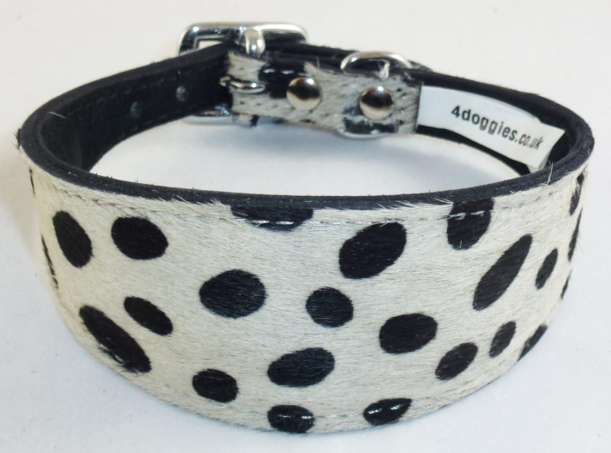 12 14 Inch Dalmatian Print Whippet Leather Collar Amazon Co Uk