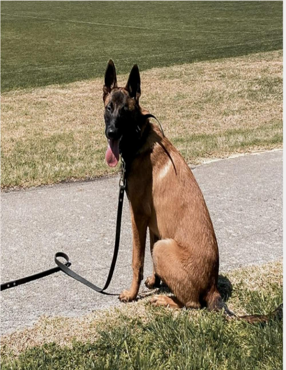 The Belgian Malinois Notebook: Niklaus