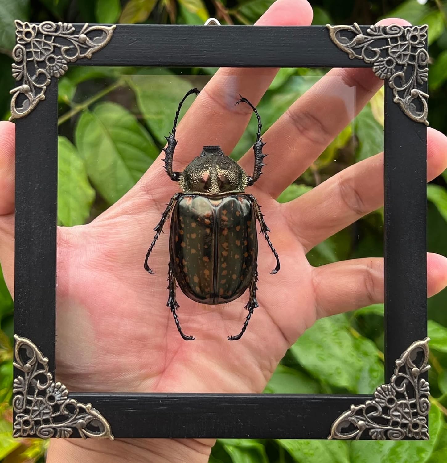Mixed Media - Real Framed Cheirotonus Beetle Dried Insect Dead Bug Glass Frame Specimen Artwork Wall Hanging Decor Entomology Display Tabletop Decoration Artwork Home Decor Living Reading Gallery K14-59-KINH