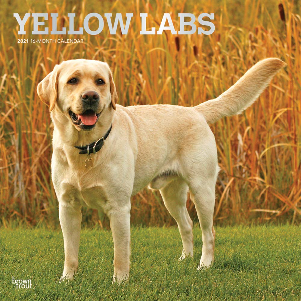 yellow lab dogs