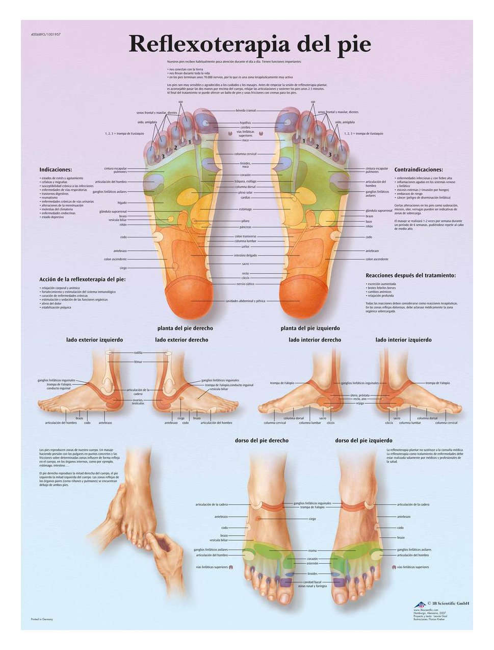 3B Scientific VR3810L "Acupuntura corporal" Printed in Paper