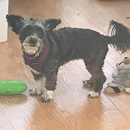 pickle pocket for dogs