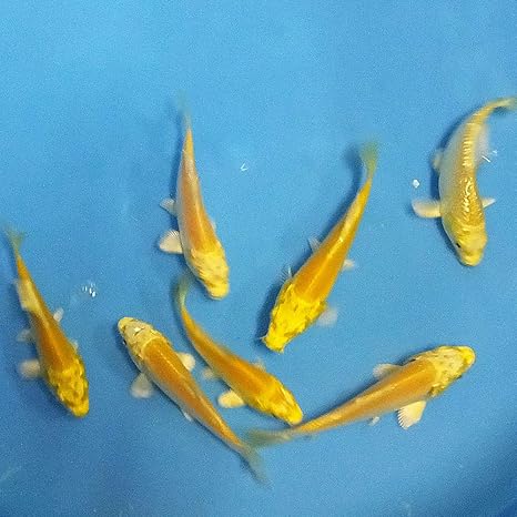 Amazon 生体 錦鯉 山吹黄金 光物mix Ss 鯉 色鯉 4 8cm前後 5匹 Emuwai Emuwai 観賞魚 水中生物 通販
