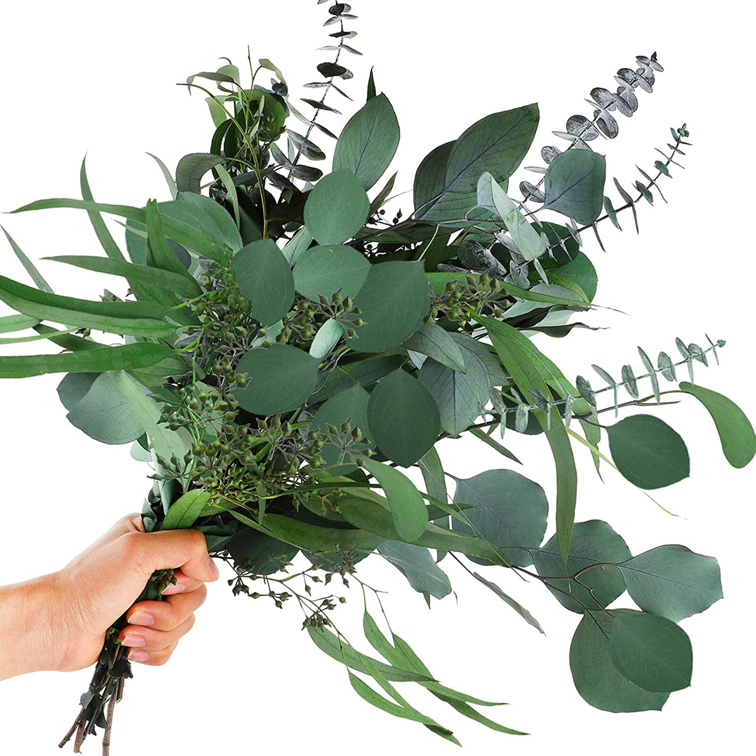 12 Pcs Mixed Real Dried Eucalyptus Leaves Stems - Preserved Eucalyptus Branches, Silver Dollar Eucalyptus, Seeded Eucalyptus Bouquets for Vase Floral Arrangements Wedding Greenery Decor