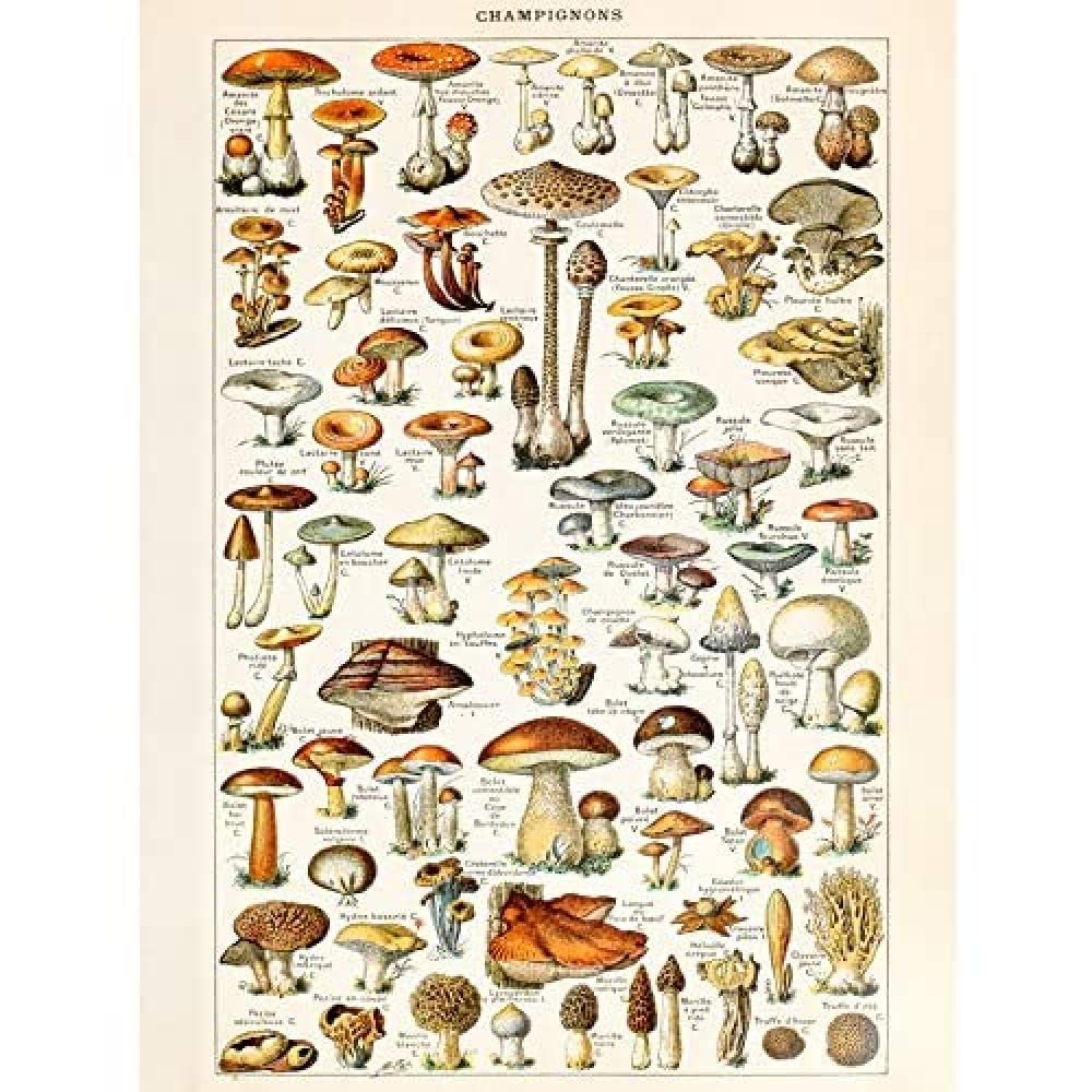 Artery8 Millot Encyclopedia Page Mushrooms Fungus Art Print Canvas Premium Wall Decor Poster Mural