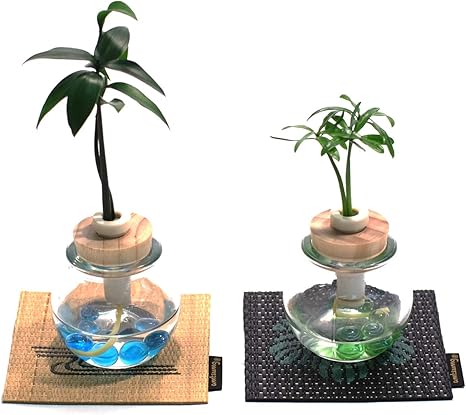 Amazon 日本古来の樹木シリーズ 良縁を結ぶ梛 ナギ の木 槇 マキ の木 花言葉 慈愛 色あせぬ恋 タマビン と 家紋付き い草コースター ２個セット 土なし 清潔 水やり簡単 セラハイト 観葉植物 オンライン通販