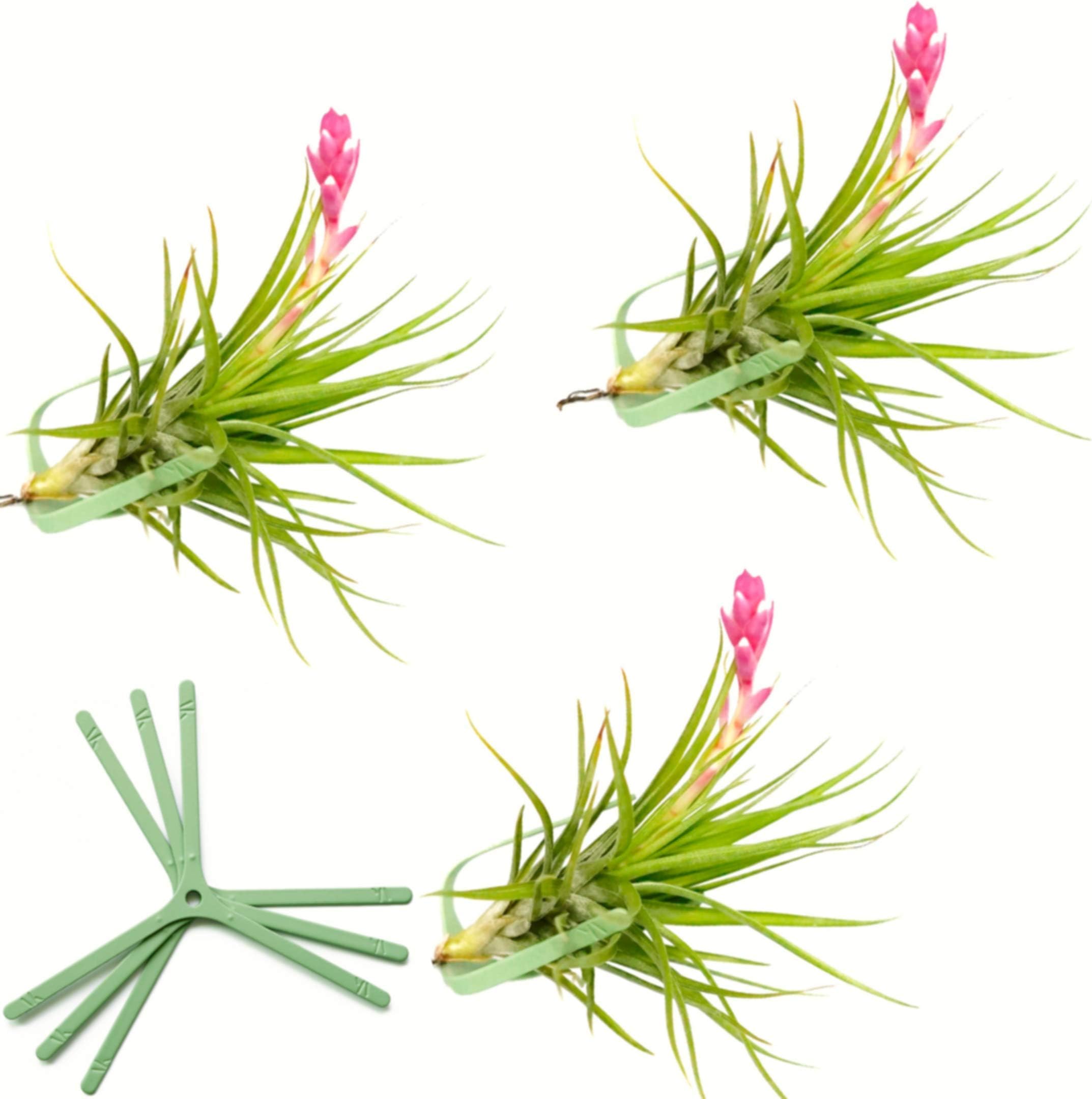 Wall Planter Set of 3 Wall Air Plant Holder Wall Terrarium| Orchid Mount AirPlant Holder Air Plant Containers| Hanging Orchid Planter| Wall Mounted Plant Hook| Wall Plant Mount for Tree Air Knots V3