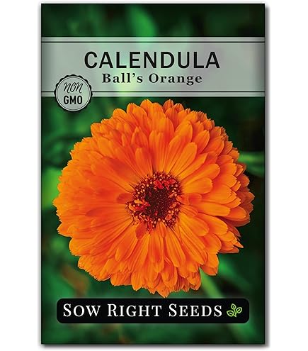 Amazon.com : Rare Flower Seeds 200 Calendula Orange Flash Flower