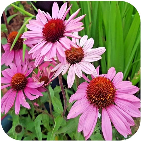 Echinacea �Purpurea � X 8 Bare Root Plants Hardy Perennial