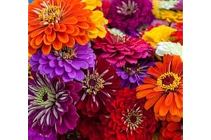 AXEL'S GARDEN SEEDS Zinnia Seeds for Planting – Non-GMO Heirloom Zinnia Flower Seeds – Full Instruction Packets to Plant in Your Home Outdoor Garden – Gardening Gift – 50 California Giant Zinnia Seeds (1 Packet)
