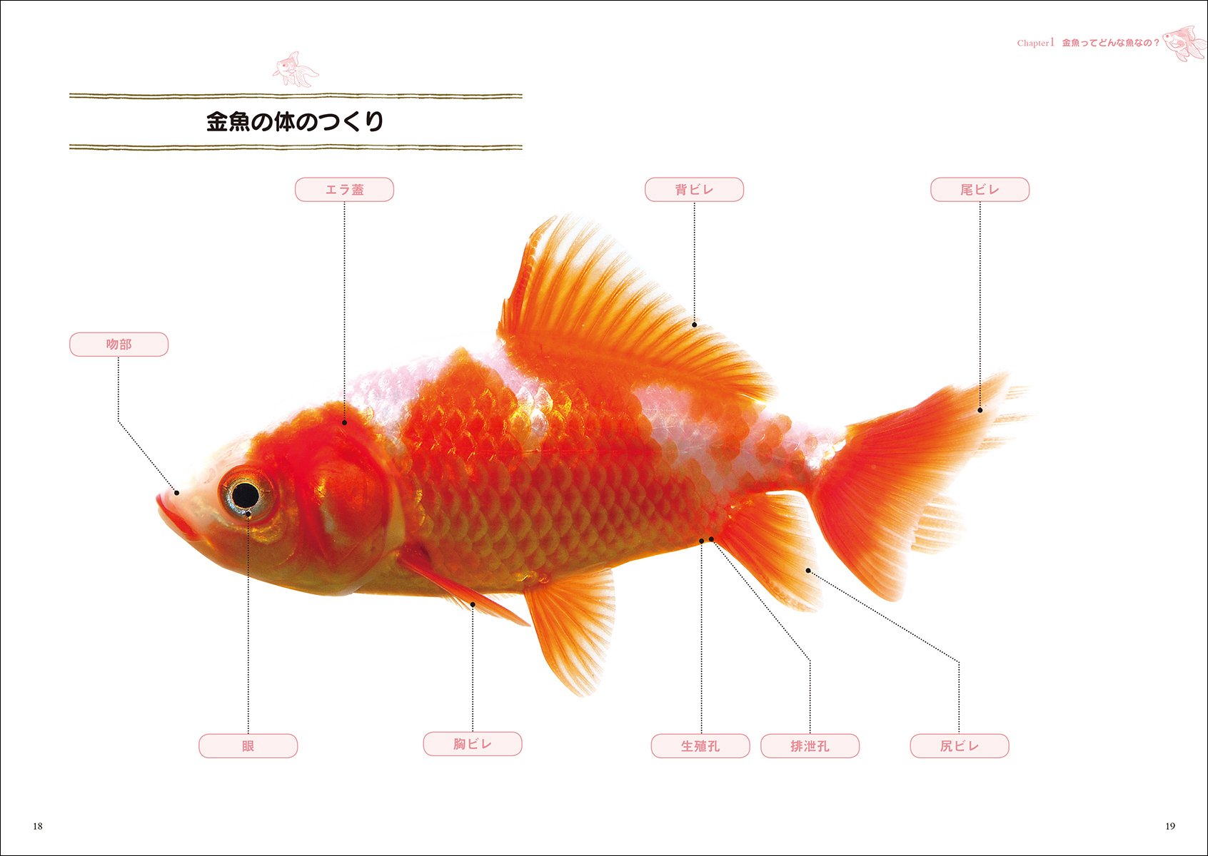 金魚 飼育の仕方 種類 水作り 病気のことがすぐわかる アクアリウム 飼い方上手になれる Amazon Com Books