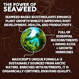 Maxicrop Moss Killer and Lawn Tonic 1L - 2 in 1 Seaweed Base Ferrous Sulphate view 5