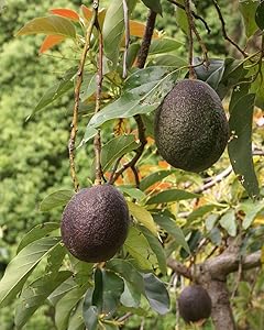 M-Tech Gardens Rare Exotic Dwarf Avocado Fruit Persea Americana Plant (1 Healthy Plant)