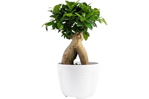Costa Farms Bonsai Miniature Tree Live Plant in Decorative Pot, Easy Indoor Houseplant, Assorted Variety, Zen Home, Room, or Office Decor, House Warming or Birthday Gift, 12-15 Inches Tall