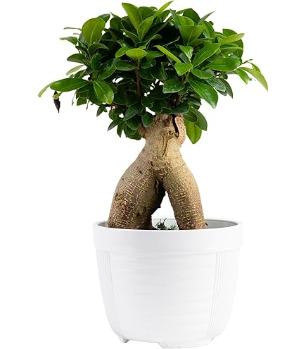 Amazon.com : 9EzTropical- Bodhi Tree Ficus - 1 Plant - 2 Feet Tall - Big  Trunk - Great for Bonsai - Ship in 1 Gal Pot : Patio, Lawn & Garden