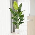 Keeplush Lifelike Bird of Paradise Artificial Plant,6ft Faux Banana Leaf Tree with 13 Trunks - Perfect Indoor Silk Floor Plant for Home Decor in Living Room, Office, and Bedroom 1Pack