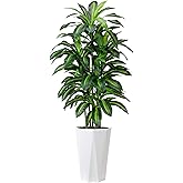 Artificial Dracaena Plant Indoor 5FT Fake Tree with White Diamond Planter Faux Yucca Tall Fake Floor Plant in Pot Artificial Trees for Home Office Living Room Decor Indoor