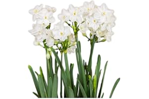 Easy to Grow Narcissus Paperwhite 'NIR' Plant Bulbs (10 Pack) - Large Flower Bulbs for Indoor Forcing at Home, Fragrant Holiday Blooms
