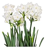20 Paperwhites Ariel, Size Extra Large Paperwhites