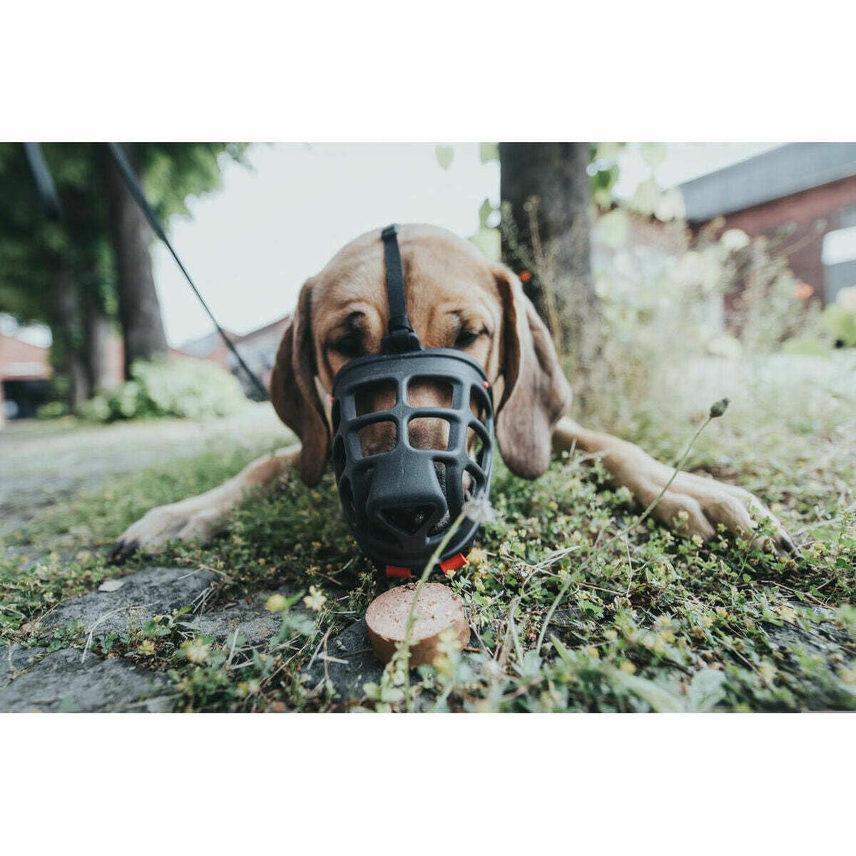 Hunter - Muzzle Albury 5