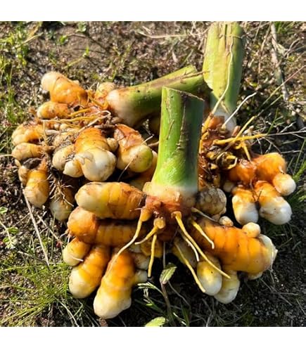 Amazon.com : Turmeric (rhizome) Grow Your own,Grow Indoors or Outdoors - (1  Pound) : Patio, Lawn & Garden