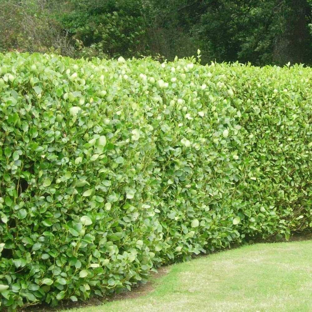 15 x Griselinia Hedging, New Zealand Evergreen Laurel, 3040cm Potted