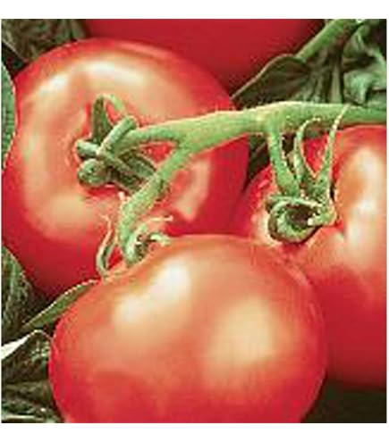 Florida 47R VFF F1 Hybrid Tomato Seeds - regarded as a top