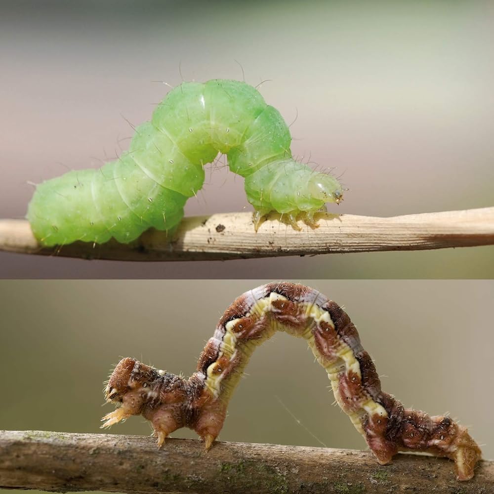 Ein Baumleimring gegen Ungeziefer