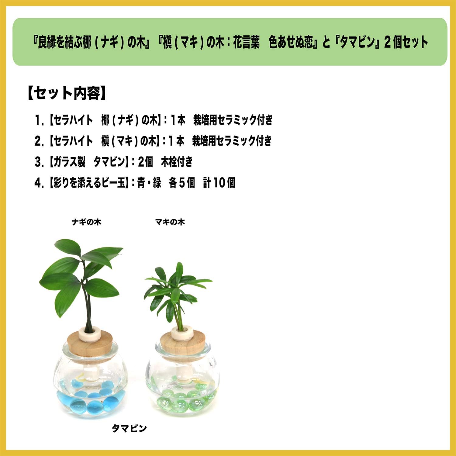 Amazon 日本古来の樹木シリーズ 良縁を結ぶ梛 ナギ の木 槇 マキ の木 花言葉 慈愛 色あせぬ恋 と タマビン 2個セット 土なし 清潔 水やり簡単 セラハイト 観葉植物 オンライン通販