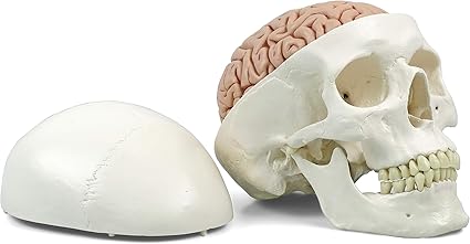 Amazon 頭蓋骨模型と脳模型のお得なセット 頭蓋 脳付 8分解モデル 3b Scientific 3b Scientific 人体模型