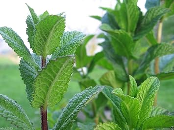 Amazon ミントペパーミント Mentha Piperita 300種 は 屋内または屋外で育つ 作成者 Wbut23 種