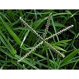 Buy Neal Exclusive Doob Ghaas Durva Bahama Grass Indian Couch