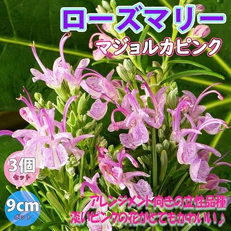 Amazon ローズマリーマジョルカピンク ハーブ苗9cmポット 3個セット 通年植付け可能 品種で選べるハーブ苗 即出荷 鉢