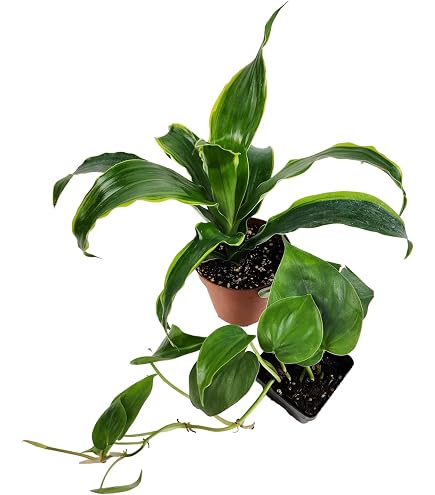 green box plants Box Hedging 13cm Pot — Grasslands Nursery
