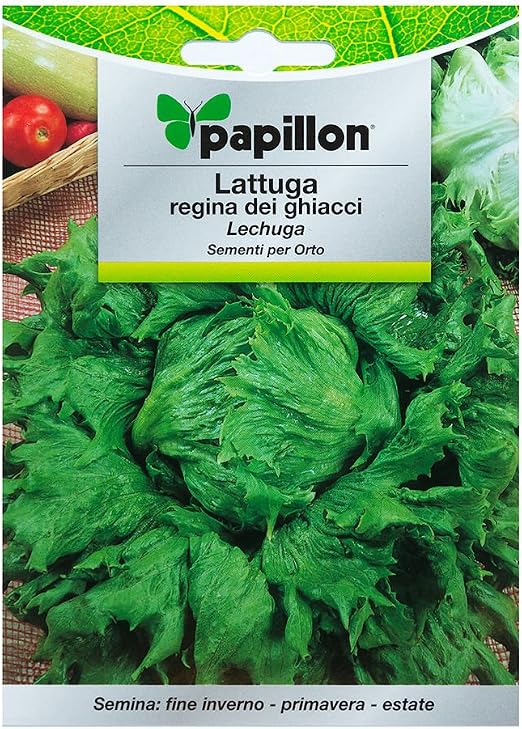 Semillas Lechuga Reina Del Hielo (7 Gramos): Amazon.es: Jardín