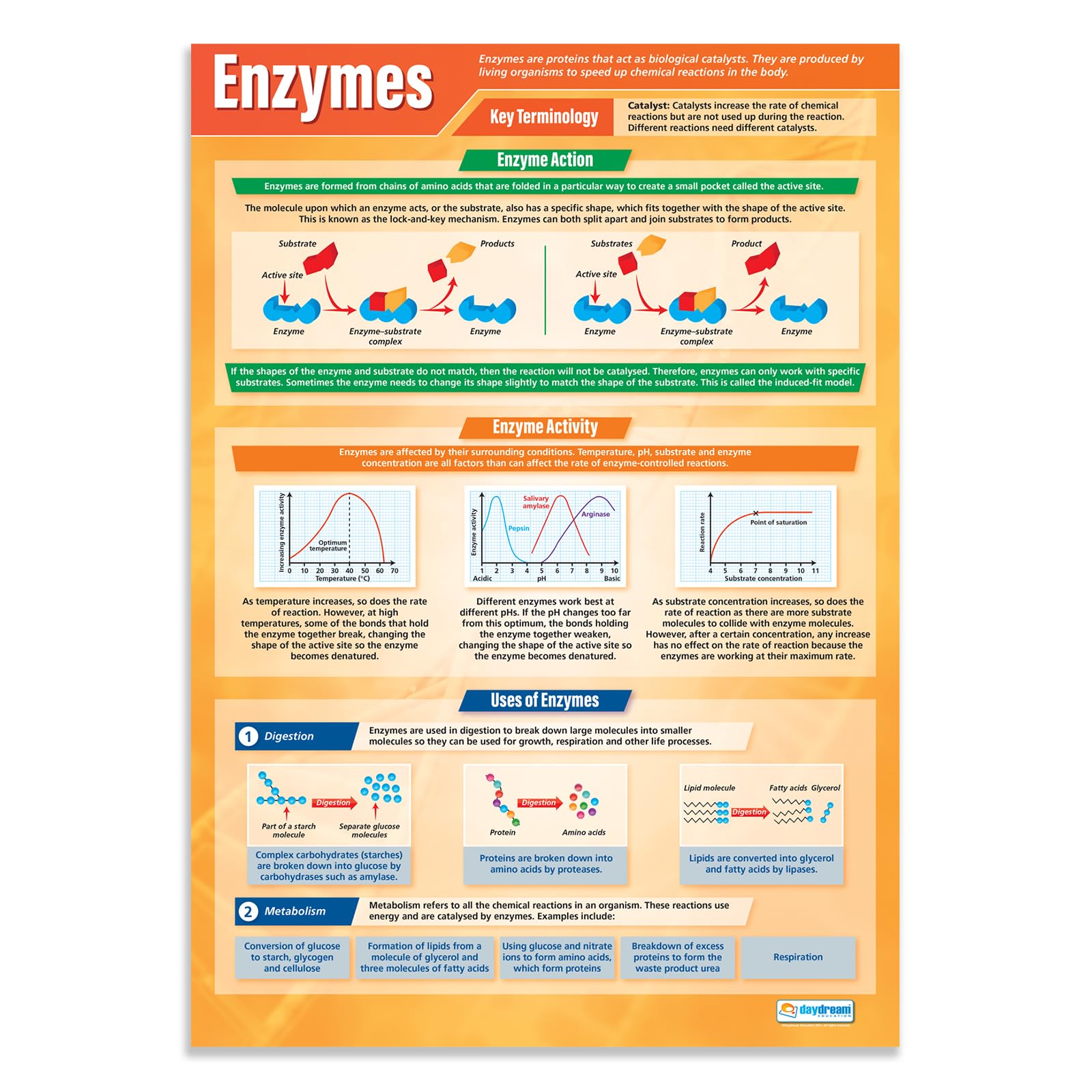 Daydream Education Enzymes | Science Posters | Laminated Gloss Paper measuring 850mm x 594mm (A1) | Science Charts for the Classroom | Education Charts