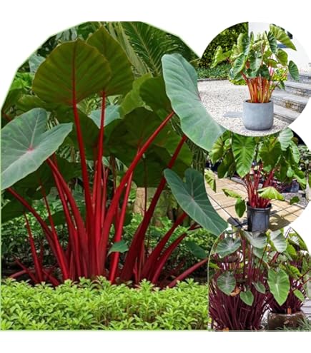 Amazon.com : Colocasia Elephant Ears Live Plant, Alocasia Plant, Esculenta  Taro Live Houseplant, 5-7 Inc Tall (Alocasia Red Cuprea) : Patio, Lawn &  Garden