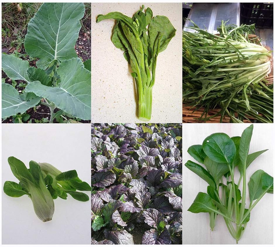 Verdure Orientali Set Regalo Di Semi Con 5 Verdure A Foglia Asiatiche Molto Sane Amazon It Giardino E Giardinaggio