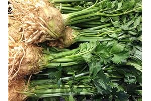 Celeriac Celery 200 Seeds Celery Seed Parsley Winter Harvest Seeds