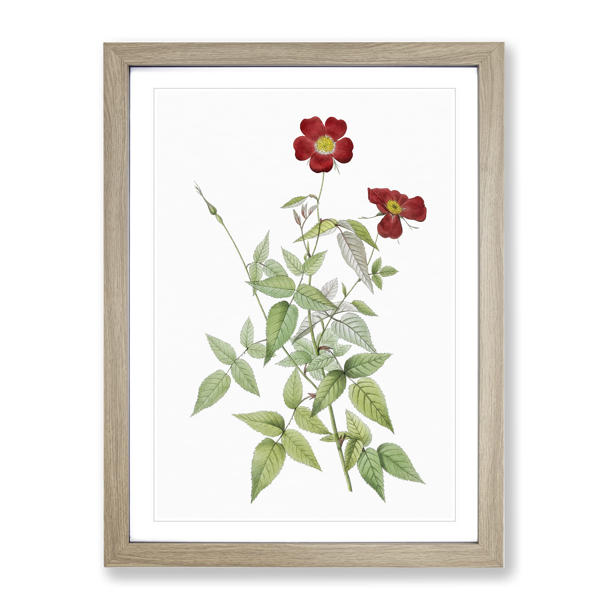 Red Rosebush By Pierre Joseph Redoute Vintage Framed Wall Art Print, Ready to Hang Picture for Living Room Bedroom Home Office Décor, Oak A3 (34 x 46 cm)