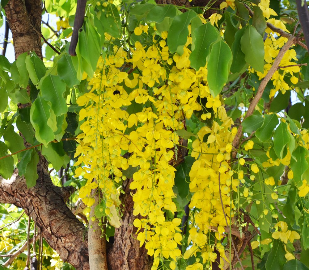 Royal Paradise Garden Rare Cassia fistula Kanikkonna Ornamental Flowering Golden Shower Tree 1 Live Plant