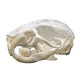 Real Mouse Skull A Quality-L8