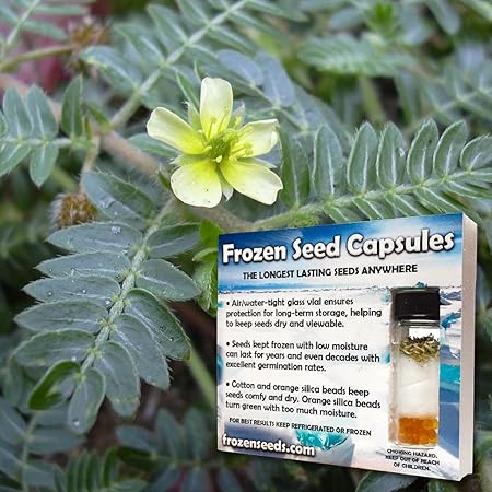 Amazon Com Vino De Pintura Semillas De Caltrops Tribulus Terrestris Semillas De Hierbas Medicinales 6 Semillas Variadas Gratis Un 29 95 Value Empaquetado En Capsulas De Semillas De Frozen Para