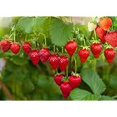 Strawberry 100 Pcs Seeds Garden Fresh Fruit Healthy