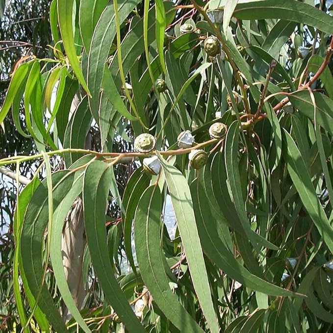 Eucalyptus Seeds (Eucalyptus globulus) 20+ Medicinal Herb