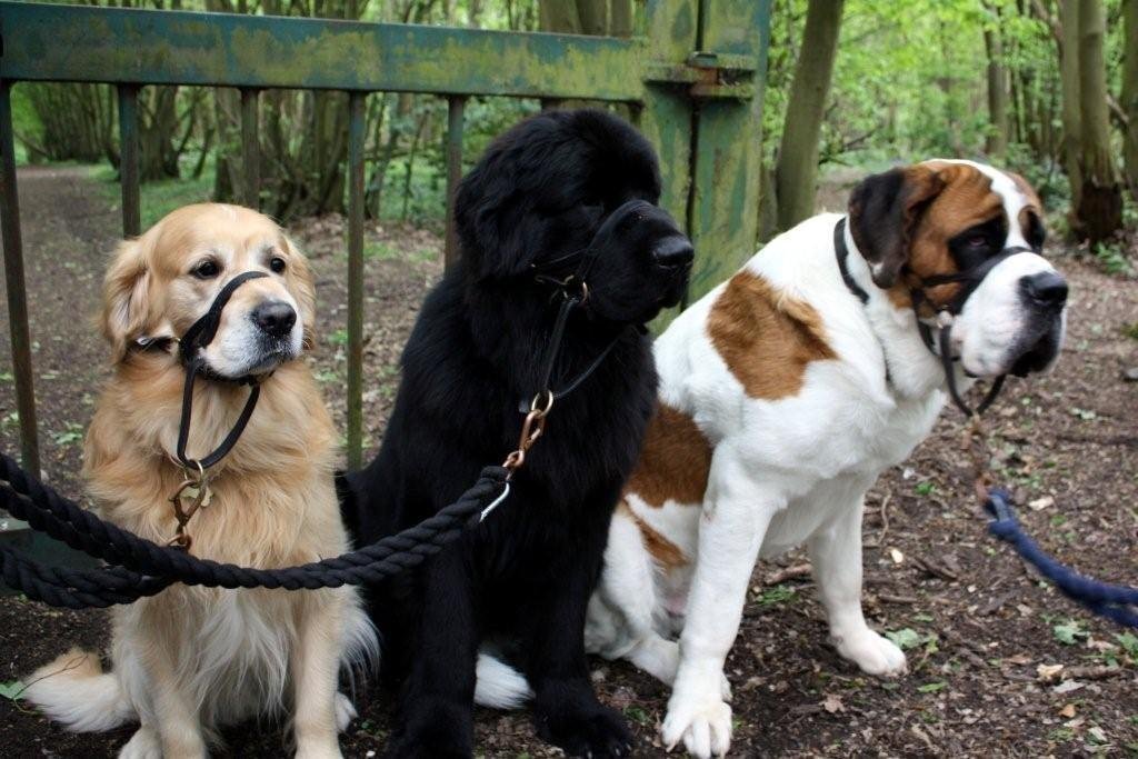 dogmatic leather headcollar